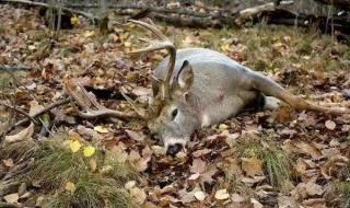 我的世界现实版僵尸